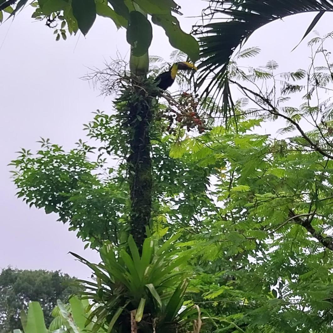 Flor De Bambu Lägenhet Uvita Exteriör bild